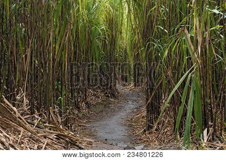 A Footpath Through The Reeds At The Foot Of The Arenal Vulkan In Costa Rica