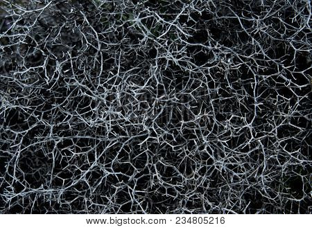 Grey Abstract Background. Top View. Grey Bush With Thorns.