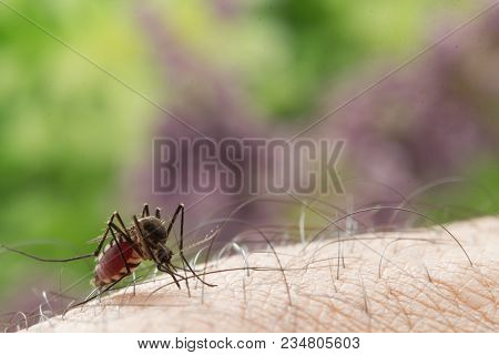 Aedes Aegypti Mosquito. Close Up A Mosquito Sucking Human Blood,mosquito Vector-borne Diseases,chiku