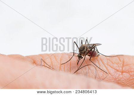 Aedes Aegypti Mosquito. Close Up A Mosquito Sucking Human Blood,mosquito Vector-borne Diseases,chiku