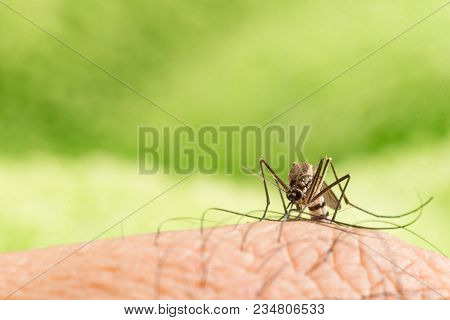 Aedes Aegypti Mosquito. Close Up A Mosquito Sucking Human Blood,mosquito Vector-borne Diseases,chiku