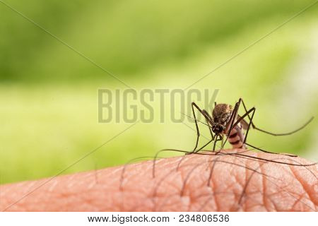 Aedes Aegypti Mosquito. Close Up A Mosquito Sucking Human Blood,mosquito Vector-borne Diseases,chiku