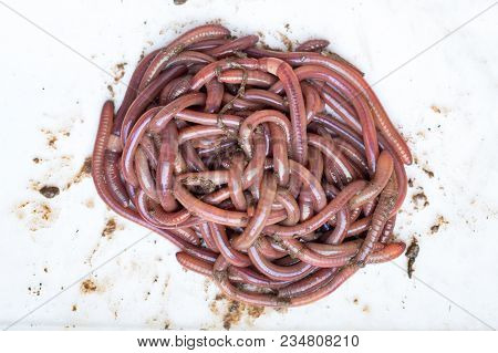 Earthworms (dendrobena Veneta) For Fishing Or Compost