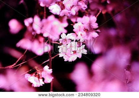 Weeping Cherry Tree In Sakura No Sato, Izu, Shizuoka, Japan (night Scene)