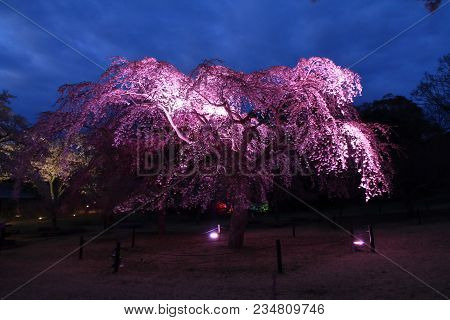 Weeping Cherry Tree In Sakura No Sato, Izu, Shizuoka, Japan (night Scene)