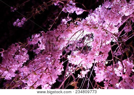 Weeping Cherry Tree In Sakura No Sato, Izu, Shizuoka, Japan (night Scene)