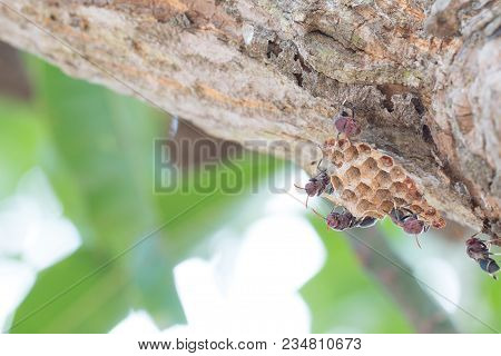 Hymenoptera On The Nest On The Branches Of Trees. Selective Focus