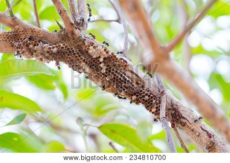 Hymenoptera On The Nest On The Branches Of Trees. Selective Focus