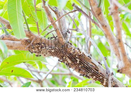 Hymenoptera On The Nest On The Branches Of Trees. Selective Focus