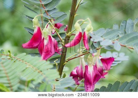 Red Vegetable Humming Bird Sesban Agasta (sesbania Grandiflora Desv)