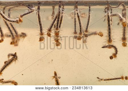 Gnats; Mosquitoes; Larvae,mosquito Larvae In Dirty Water