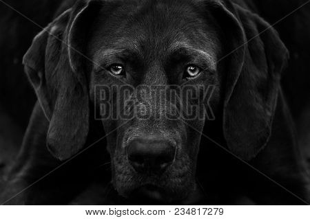 Pointer Dog Kurtshaar - Black And White