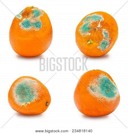 A Set Of Rotten Moldy Oranges, Tangerines Isolated On White Background. A Photo Of The Growing Mold.