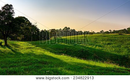 Beautiful Rural Landscape Of Green Grass Field With White Flowers On Clear Blue And Purple Sky In Th