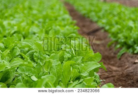 Arugula Plantation In Greenhouse Organic Garden