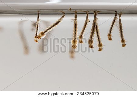 Gnats; Mosquitoes; Larvae,mosquito Larvae In Dirty Water