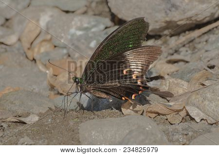 Common Mormon Butterfly (papilio Polytes Linnaeus), Urinating On Wet Land. Image Shot At Sikkim , In