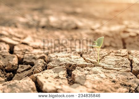 A Tree Growing On Cracked Ground. Crack Dried Soil In Drought, Affected Of Global Warming Made Clima