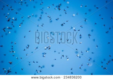 A Swarm Of Flying Ants In The Field