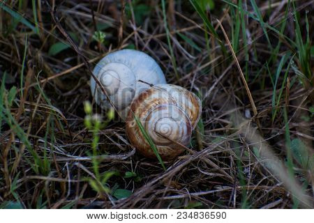 An Empty Snail Houses In The Grass In Spring Time