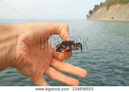 A Small Living Real Crab In The Hand Of A Man On A Warm Day By The Sea
