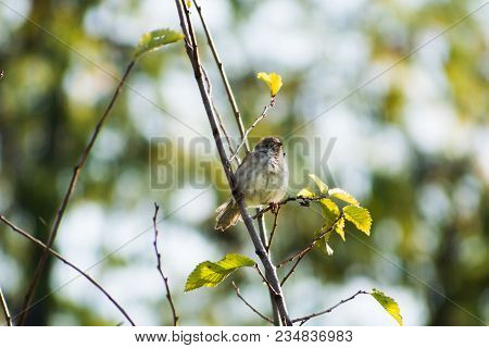 The Eurasian Tree Sparrows (passer Montanus)