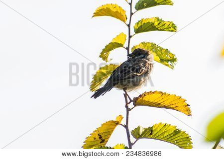 The Eurasian Tree Sparrows (passer Montanus)