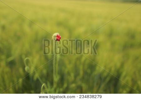 Poppy Blooming In Field In Late May