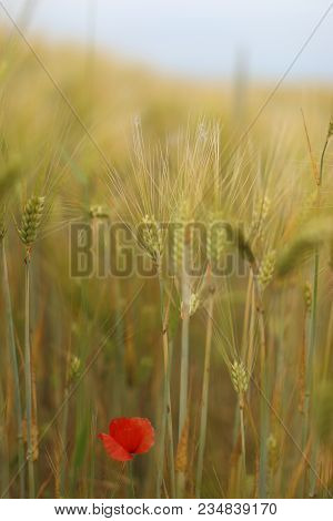 Poppy Blooming In Field In Late May
