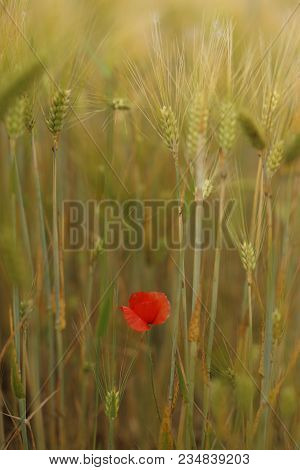 Poppy Blooming In Field In Late May