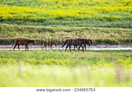 A Herd Of Wild Horses Shown On Water Island In Atmospheric Rostov State Reserve