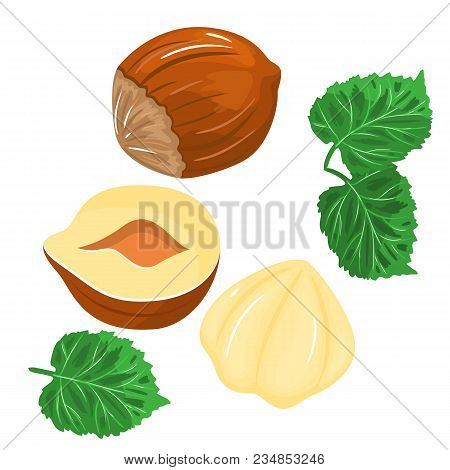 Hazelnut Colored Icons In Cartoon Design. Stock Vector. Isolated White Background.