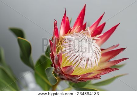One Large Flower King Protea. Grows In South Africa. Gray Background
