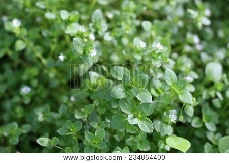 Chickweed , Stellaria Media. Young Taste Very Gently With Flavor Of Nuts. You Can Use Them In Fresh 