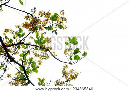 Top View Tropical Tree Leaves With Branches And Yellow Flowers Blossom On White Isolate Background F