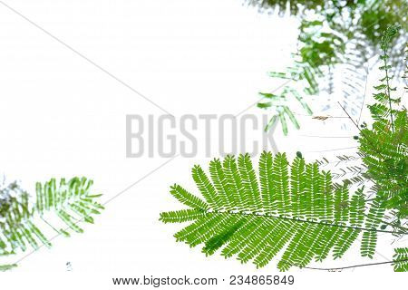 Top View Tropical Tree Leaves On White Isolated For Green Foliage Background