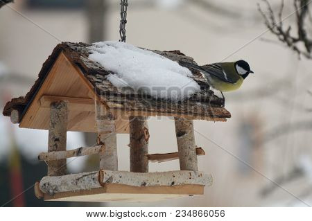 The Great Tit On The Bird House