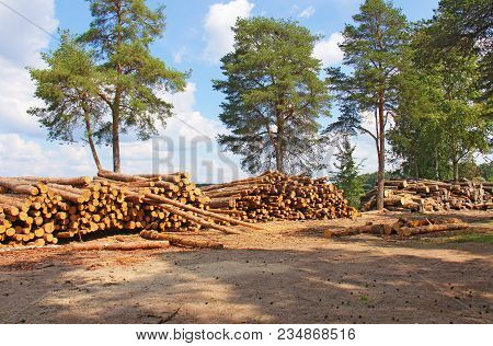 Huge Woodpile Of Freshly Harvested Beech Logs On A Forest Road Under Sunny Skies. Trunks Of Trees Cu