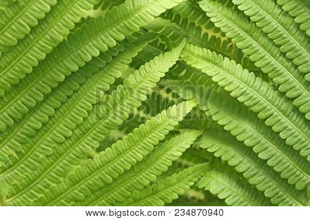 Green Background Of Fern. Beautiful Fern Leaves Green Foliage Natural Floral Fern Background.