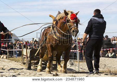 Horses And Their Owners Participate In A Heavy Pull Tournament. The Animals Has To Pull A Load Of Hu