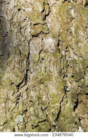 Close-up Of The Bark Of An Old Black Pine Tree In The Forest. View To The Detailed Bark Of An Black 