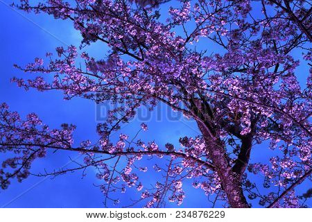 Cherry Blossoms In Sakura No Sato, Izu, Shizuoka, Japan (night Scene)