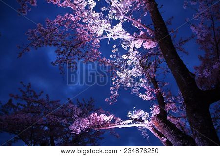 Cherry Blossoms In Sakura No Sato, Izu, Shizuoka, Japan (night Scene)