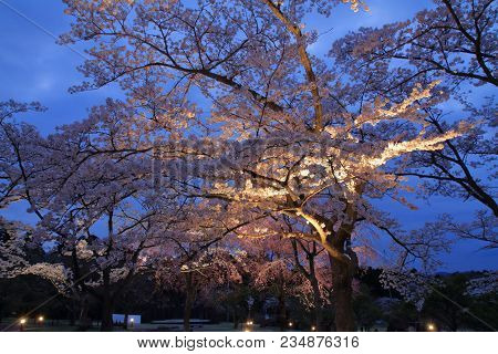 Cherry Blossoms In Sakura No Sato, Izu, Shizuoka, Japan (night Scene)