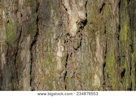 Close-up Of The Bark Of An Old Black Pine Tree In The Forest. View To The Detailed Bark Of An Black 