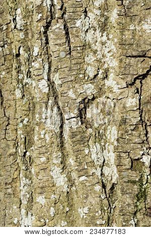 Close-up Of The Bark Of An Old Black Pine Tree In The Forest. View To The Detailed Bark Of An Black 