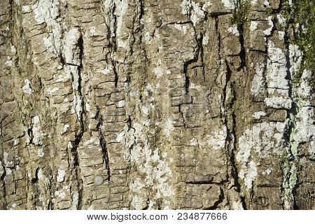 Close-up Of The Bark Of An Old Black Pine Tree In The Forest. View To The Detailed Bark Of An Black 