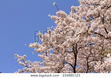 Cherry Blossoms In Sakura No Sato, Izu, Shizuoka, Japan