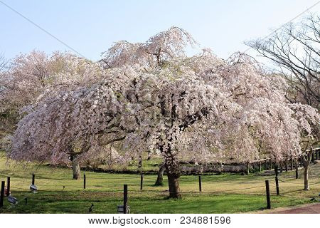 Weeping Cherry Tree In Sakura No Sato, Izu, Shizuoka, Japan