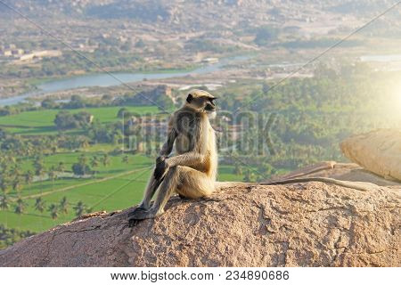A Monkey With A Black Face Or Snout Sits On Top Of A Mountain In India, Hampi, On Mount Hanuman.